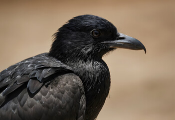 Fototapeta premium Raven head and body showing black feathers close up