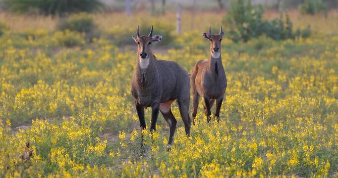 Two curious Nilgai animals in the wildflower meadow in rural Rajasthan India under evening light.
