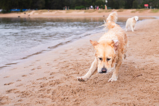 funny goofy moment of dog running on the beach