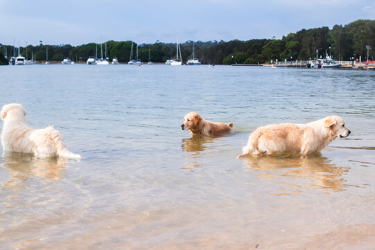 a group of Golden Retrievers wading in the ocean at a dog park, Northern Beaches, Sydney