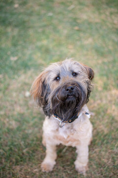bearded terrier dog with long face hair, body hair has been clipped short for summer