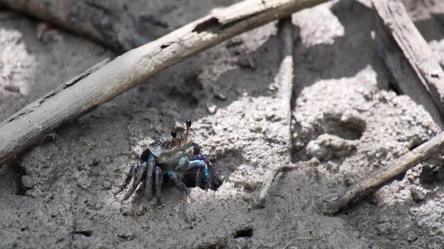 a small colorful fiddler crab standing cover a hole on the mud floor in swamp mangrove forest