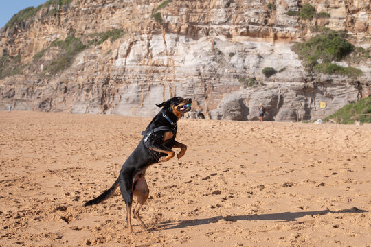 dog catching ball at the beach