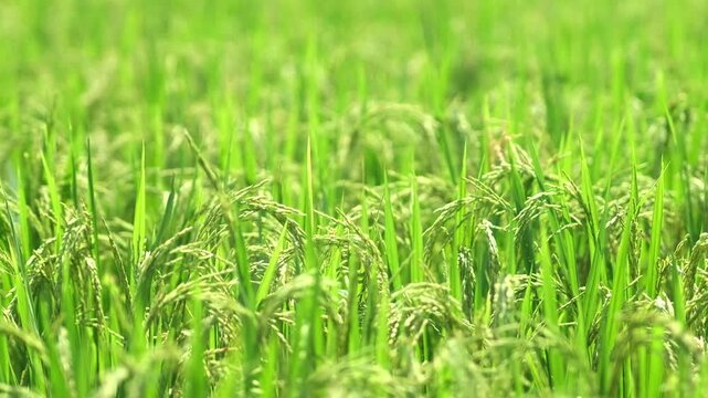 close up photo of golden rice field