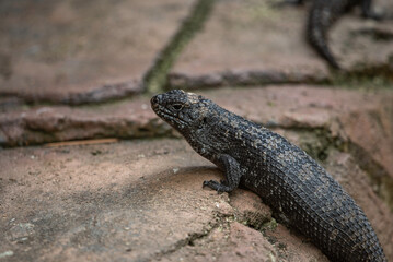 Fototapeta premium lizard on the rock