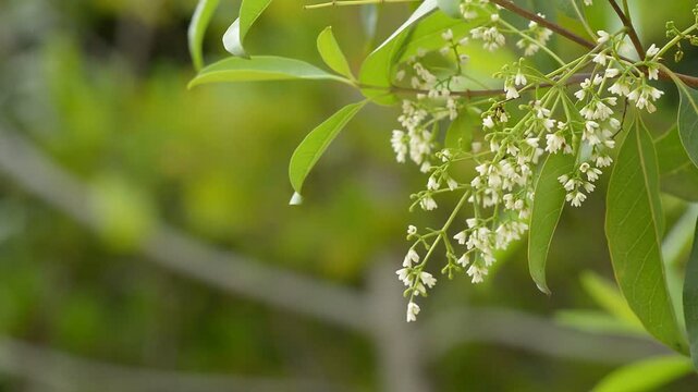 close up shot of unknowed flower and leaves swing with wind