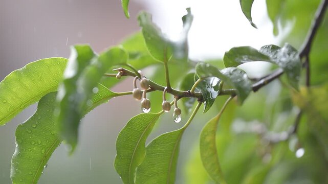 close up shot of unknowed flower and leaves swing with wind