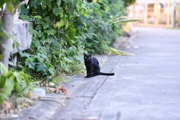 Black cat stray cat street sidewalk greenery urban alert curious feline sits on quiet road edge