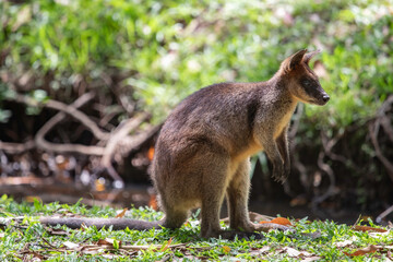 rock wallaby close up