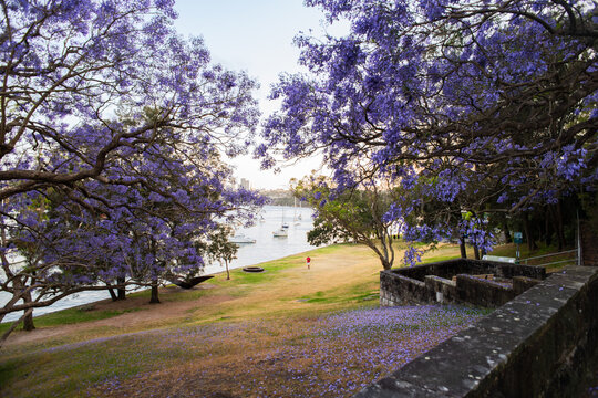 jacaranda tree in bloom