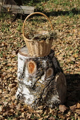 Obraz premium autumn leaves in a basket