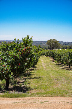 Cherry Orchard