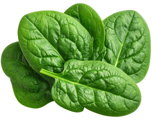 Fototapeta premium Close-up of fresh spinach leaves displaying vibrant green hues
