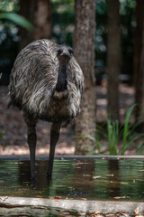 Portrait of an emu close up