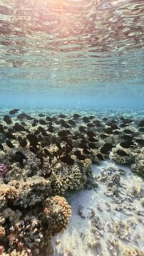 Vertical of underwater coral reef with large school of sailfin tangs in clear tropical sea