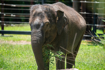 Indian elephant close up