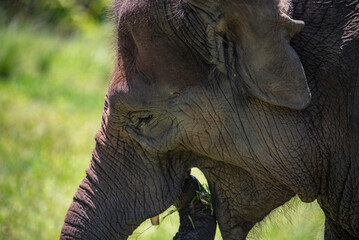 Indian elephant close up