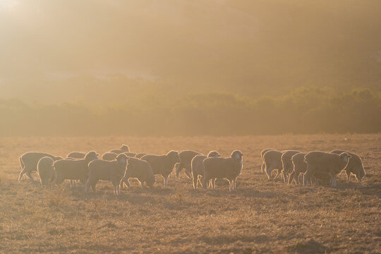 Hazy, backlit view of a flock of sheep in a paddock at sunset