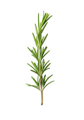 Fototapeta premium Vibrant green rosemary sprig with detailed needle-like leaves and light brown woody stem, isolated vertically on a clean transparent background with studio lighting. Concept of freshness and natural