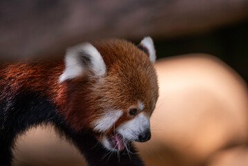 Red panda asleep in a tree