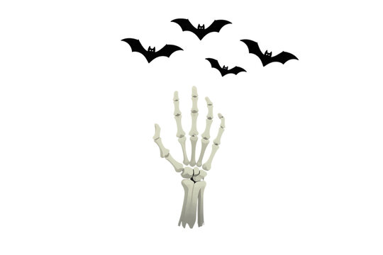 Human Hand Skeleton in Neutral Position