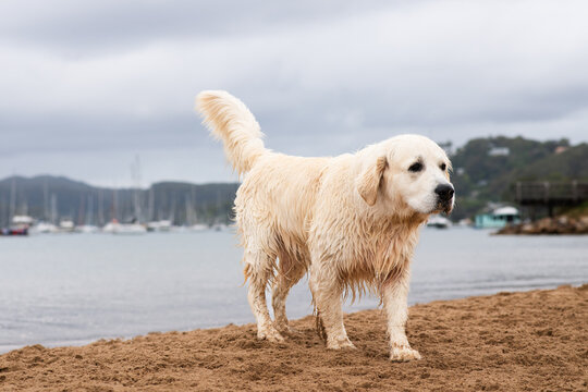 wet Golden Retriever at the beach