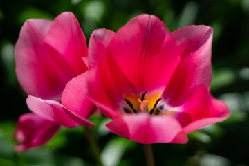 Tulip stigma in sharp focus. Macro floral beauty of tulip. Blooming tulips petals texture. Garden tulip macro photography. Colorful spring tulip bloom. Tulips flower anatomy macro.