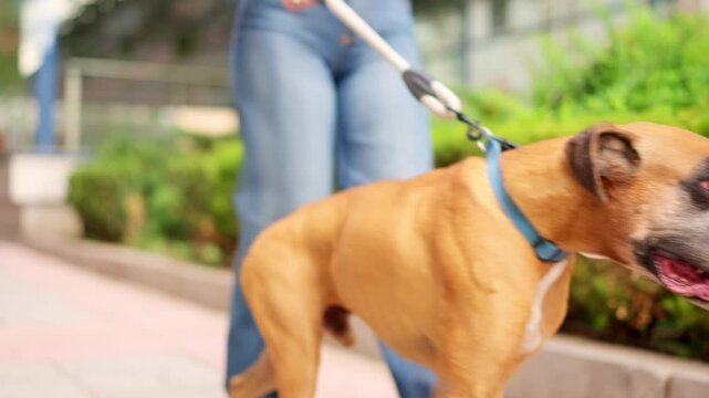 Brown boxer dog panting walking outside with owner