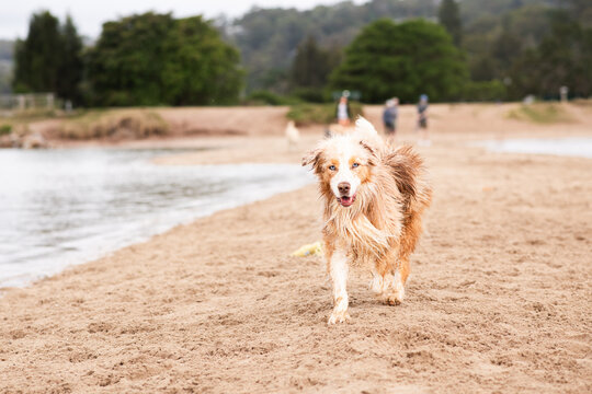 border collie is running on the beach