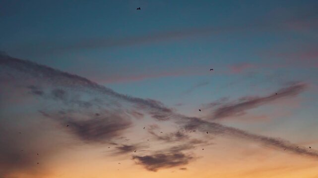 Sunset sky at Kutch. Flock of birds flying in sunset sky with scanty clouds in Kutch, Gujarat, India. Migratory birds in winter at sunset. Tranquil scene of bats flying in sky. Nature landscape.
