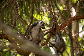 Naklejka premium Portrait of a lemur close up