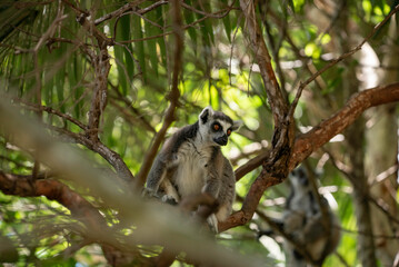 Portrait of a lemur close up © CJO Photography