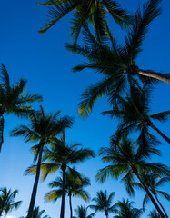 Palm background. Summer paradise concept. Green jungle. Tropical background. Exotic summer vibes. Palm wallpaper. Palm leaves in sunlight. Tropical design pattern. Bali summer. Tropical design.