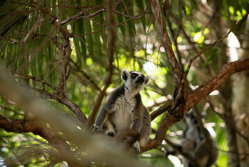 Naklejka premium Portrait of a lemur close up