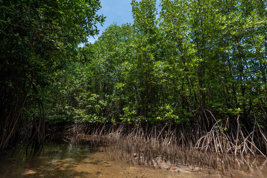 Dense Mangrove Forest with Complex Prop Roots and Green Canopy Reflected in Calm River Water in a Tropical Coastal Wetland