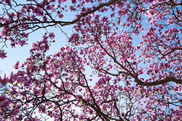 Flower floral design. Blossom magnolia. Flower blossom spring. Flower natural beauty. Flower colorful bloom.