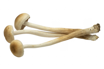 Three white mushrooms with long stems fungi nature isolated on a transparent background