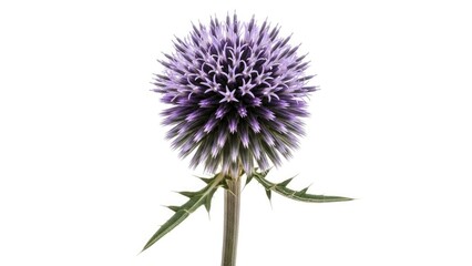 International women's day Purple globe thistle flower on white background | international, women's day, purple, flower, equality, celebration.