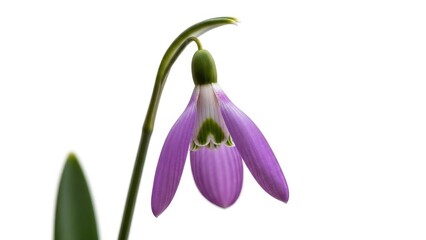 International women's day Violet snowdrop flower on white background | international, women's day, purple, flower, equality, celebration.