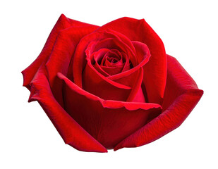 Red rosebud with slightly opened petals, isolated on white and transparent