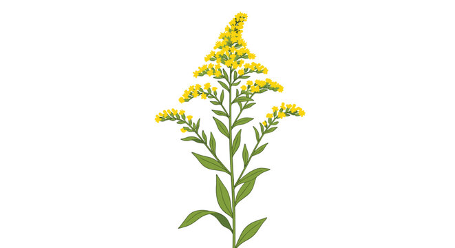 Detailed botanical drawing of a goldenrod plant with vibrant yellow flowers and green leaves for nature study and science guides.