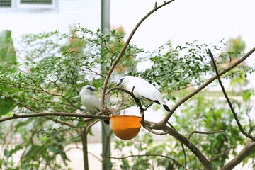 Bali starling bird or jalak Bali resting in tropical garden surrounded by green leaves and branches.