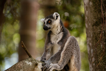 Naklejka premium Portrait of a lemur close up