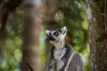 Naklejka premium Portrait of a lemur close up