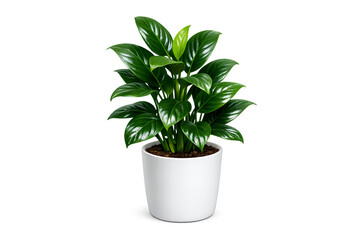 Lush Green Potted Plant in White Pot Isolated on White Background