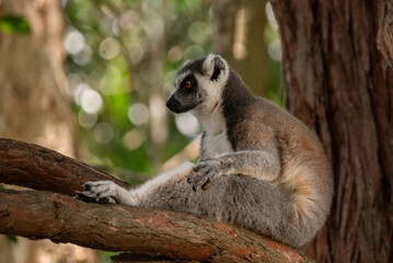 Naklejka premium Portrait of a lemur close up