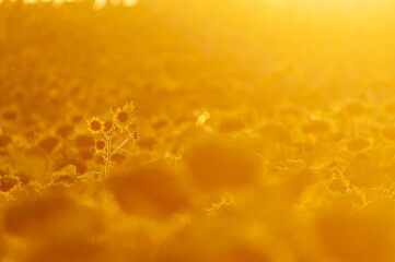 Exterior shot of a field of sunflowers in the french provence, on a beautiful summer evening, around sunset.