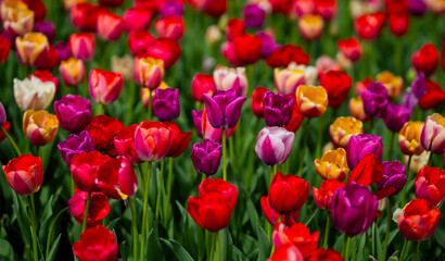 Tulip landscape with spring colors. Blooming tulip field in spring season. Spring multicolored flowers. Floral background with multicolored tulips. Multicolored tulips blooming in a flower meadow.
