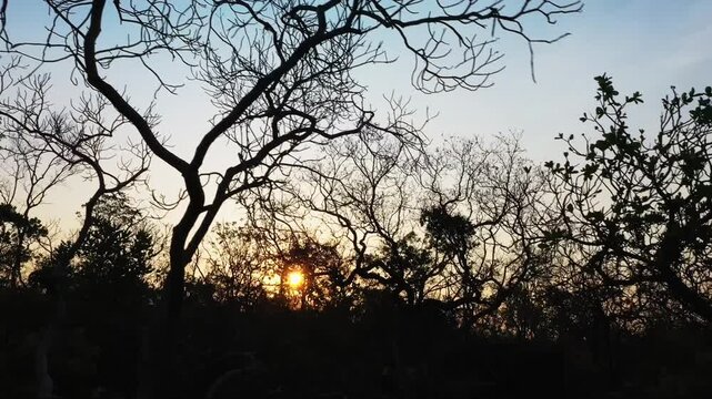 Slow drone descend lowers through backlit Cerrado canopy of gnarled ip&ecirc; and native woodland trees, transitioning from bright sky to darker understory silhouettes