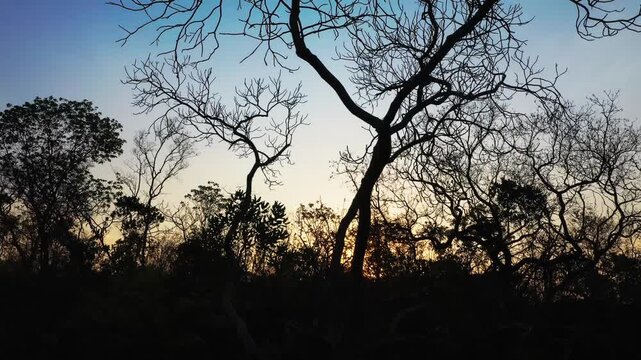 Slow drone ascend rises through backlit Cerrado woodland canopy dominated by deciduous ip&ecirc; and barba-de-velho trees with characteristic gnarled twisted trunks, silhouetted against golden sunrise